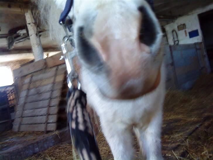 Anden særlig race Digo  - 3) Verden´s bedste mule. billede 3