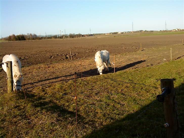 Anden særlig race Digo  - 4) På fold, med kusine Dabbi. billede 4