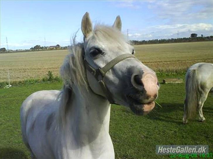 Anden særlig race Digo  - 5) Glad pony, sommer 08. billede 5