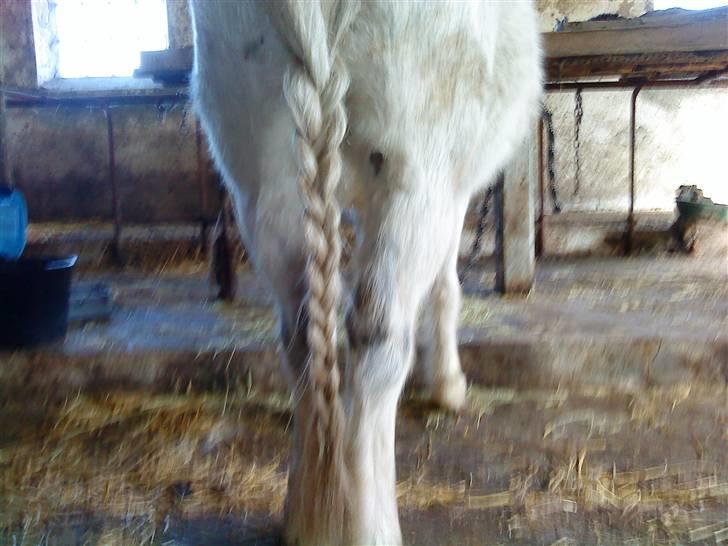 Anden særlig race Digo  - 6) Han´s smukke røv! :D billede 6