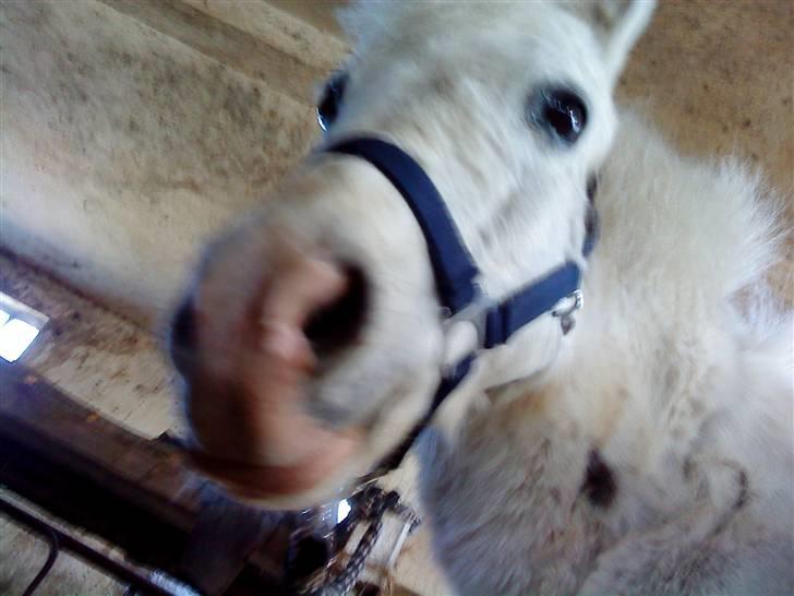 Anden særlig race Digo  - 7) Hovedbillede! :o) billede 7