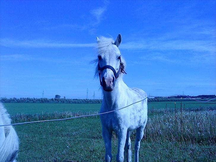 Anden særlig race Digo  - 8) Elsker dette billede, syndes han ser vildt nutted ud. :´) billede 8