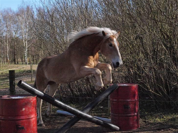 Haflinger Asko Vittrup (SOLGT:'() - Så Hopper jeg igen´.. det er sjovt Når man ikke har prøvet før;) billede 6