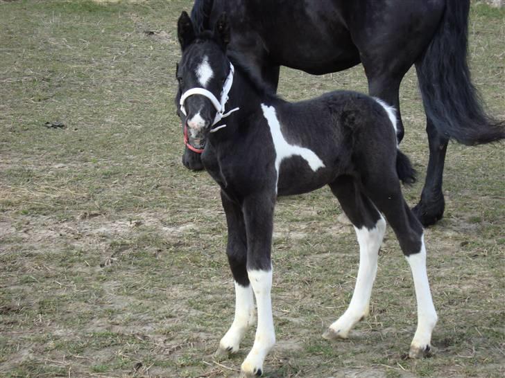 Barockpinto Aslan. - Født den 20-03-09  billede 1