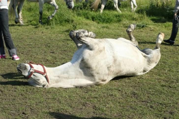 Welsh Pony (sec B) Skovlundegårds Askepot - Askepot ruller sig uh det er skønt at komme på fold igen<3 billede 8