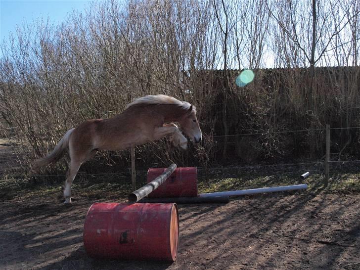 Haflinger Asko Vittrup (SOLGT:'() - Mor bliver bare så stolt af MIG!!!<3, så kan det være der falder en gulerød af? MUMS! c,") billede 7