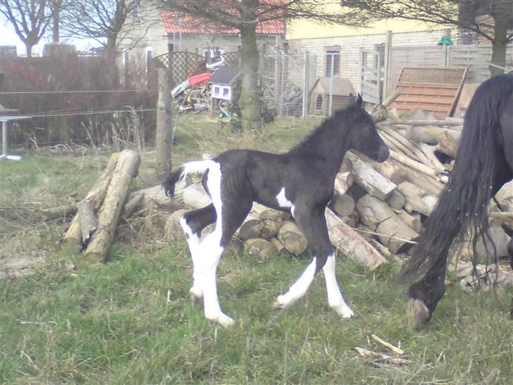 Barockpinto Aslan. billede 2
