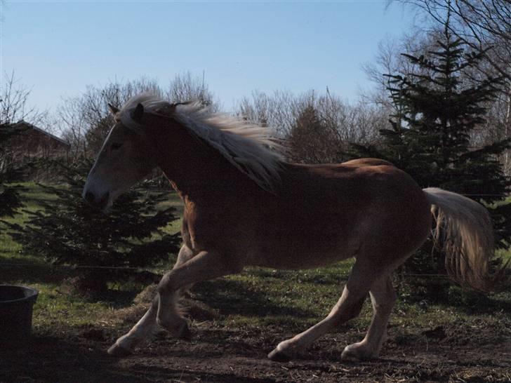 Haflinger Asko Vittrup (SOLGT:'() - Så Løber vi igen igen igen;) billede 8