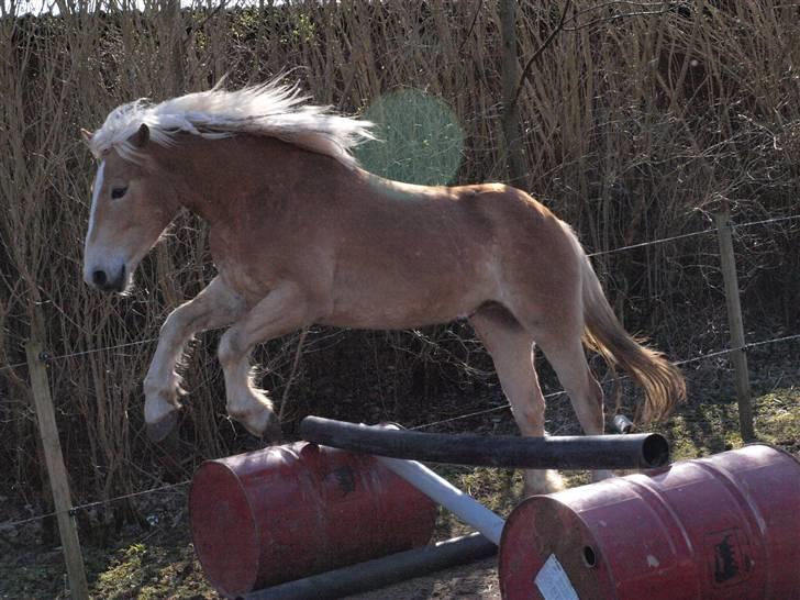 Haflinger Asko Vittrup (SOLGT:'() - Se jeg akn hoppe ligesom snøvsen, Nu ligner jeg Kimse;´)  billede 9