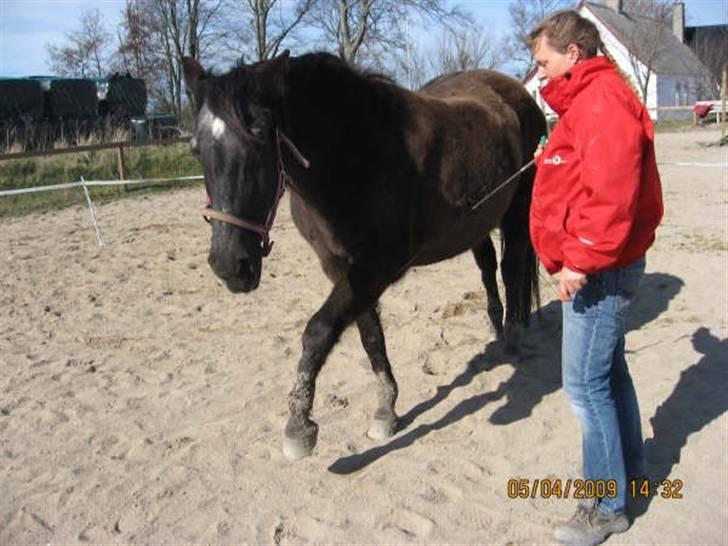 Anden særlig race Beauty R.I.P - vi træner spansk skridt billede 4