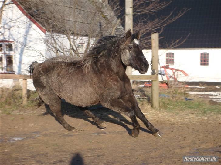 Anden særlig race Beauty R.I.P - En frisk Beauty, der giver den gas på ridebanen. December 2009 billede 5
