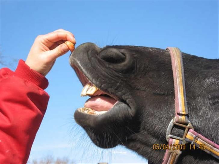 Anden særlig race Beauty R.I.P - vi træner at smile billede 6