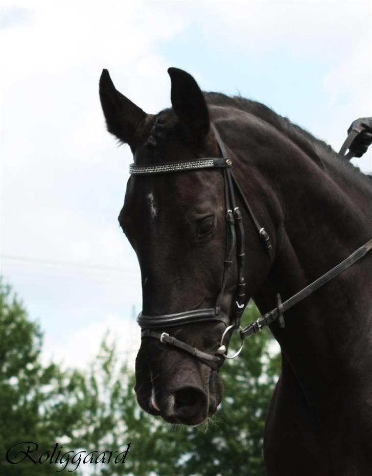 Anden særlig race Amigo R.I.P <3 - Juni 09 -taget af SR billede 15