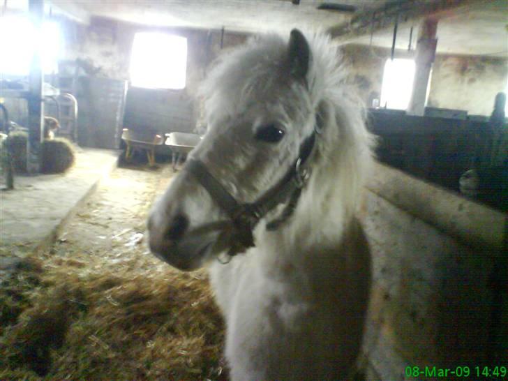 Anden særlig race Digo  - 9) Da Digo var sluppet ud xp. billede 9