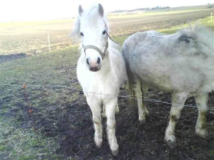 Anden særlig race Digo  - 10) Vinter 08? tror jeg! ;) billede 10