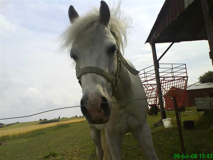 Anden særlig race Digo  - 11) Nuttede pony! :i billede 11