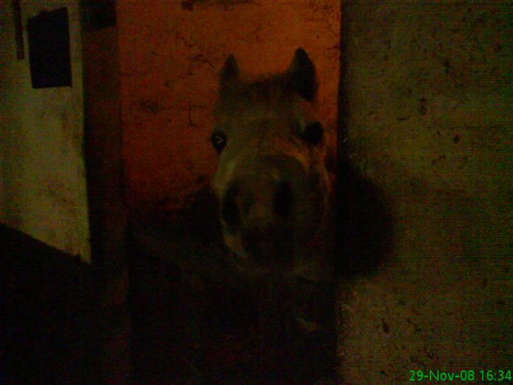 Anden særlig race Digo  - 12)  I hans boks! <3 billede 12