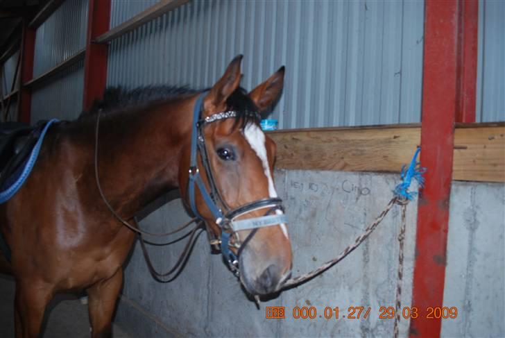 Dansk Varmblod Shirley R.I.P Fra d 21/10 - Stalden d 29/3-09 billede 2