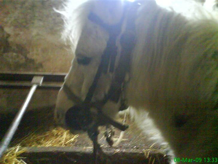 Anden særlig race Digo  - 13) Inden ridetur :o) billede 13