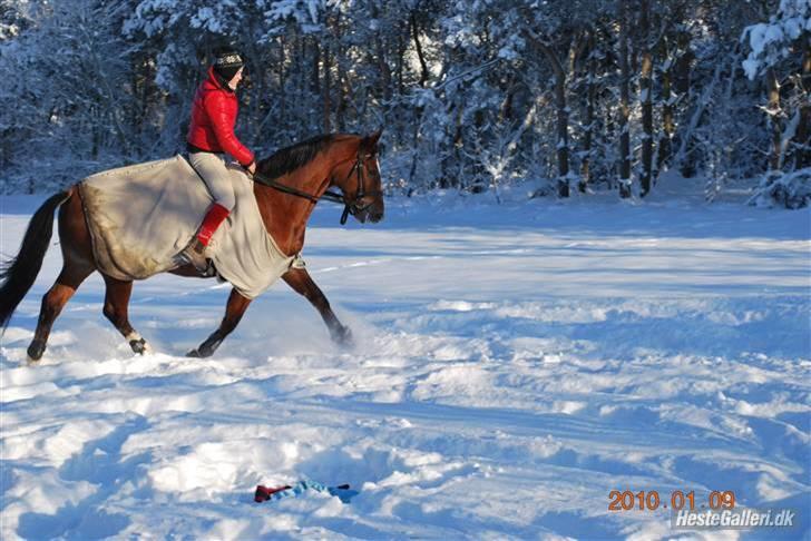 Dansk Varmblod Shirley R.I.P Fra d 21/10 - lidt billeder fra en kort ridetur i den dejlige sne :) billede 5
