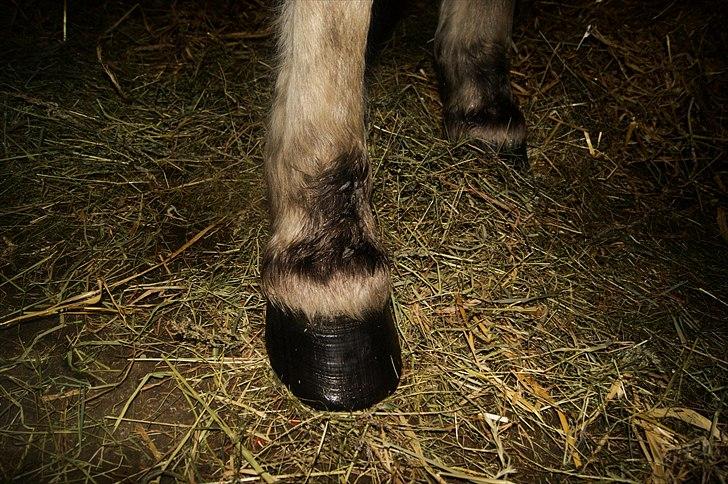 Fjordhest fraja billede 15