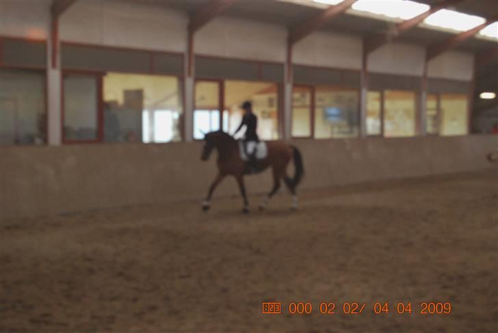 Dansk Varmblod Shirley R.I.P Fra d 21/10 - opvarmning d 4/4-09 -,- Go Trav -,- billede 6