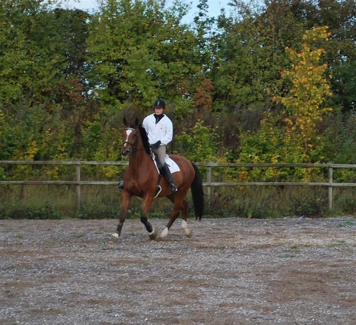 Dansk Varmblod Shirley R.I.P Fra d 21/10 - -,- Go trav -,- billede 7