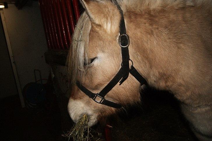 Fjordhest fraja billede 16