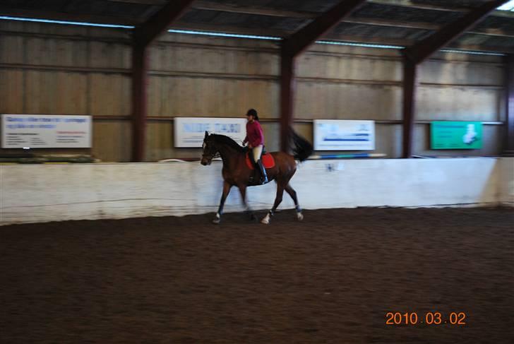 Dansk Varmblod Shirley R.I.P Fra d 21/10 - træner samling (: billede 8