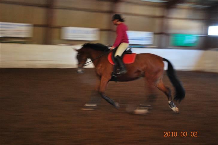 Dansk Varmblod Shirley R.I.P Fra d 21/10 - Langt og ned og bagben:) billede 9