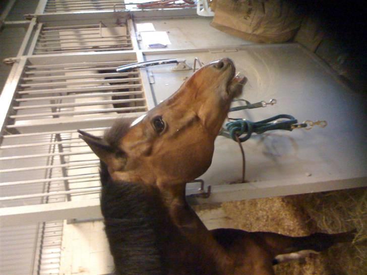 Tysk Sportspony Novell 6*PENSIONERET* - Trænninguge ved Bo Bak billede 14