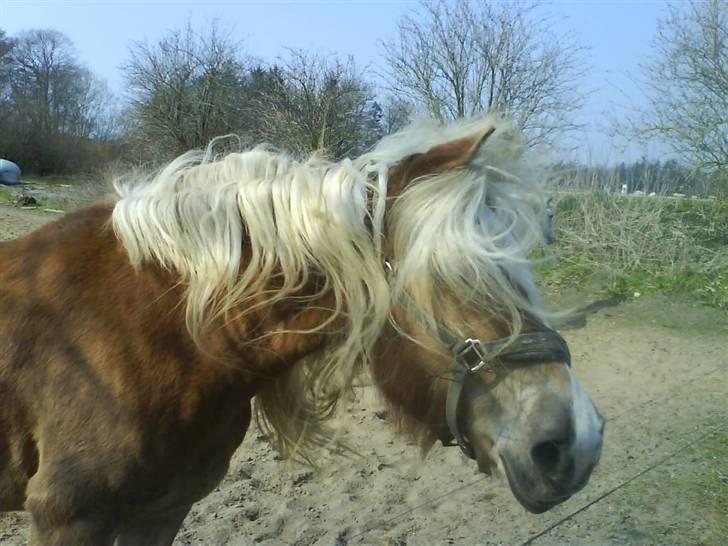 Haflinger wilma (mullepigen) solgt - ryste ryste ryste:) billede 14