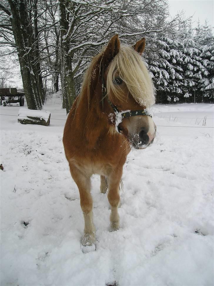 Haflinger wilma (mullepigen) solgt billede 16