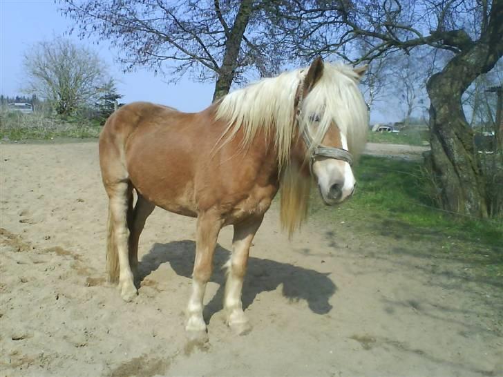 Haflinger wilma (mullepigen) solgt billede 18