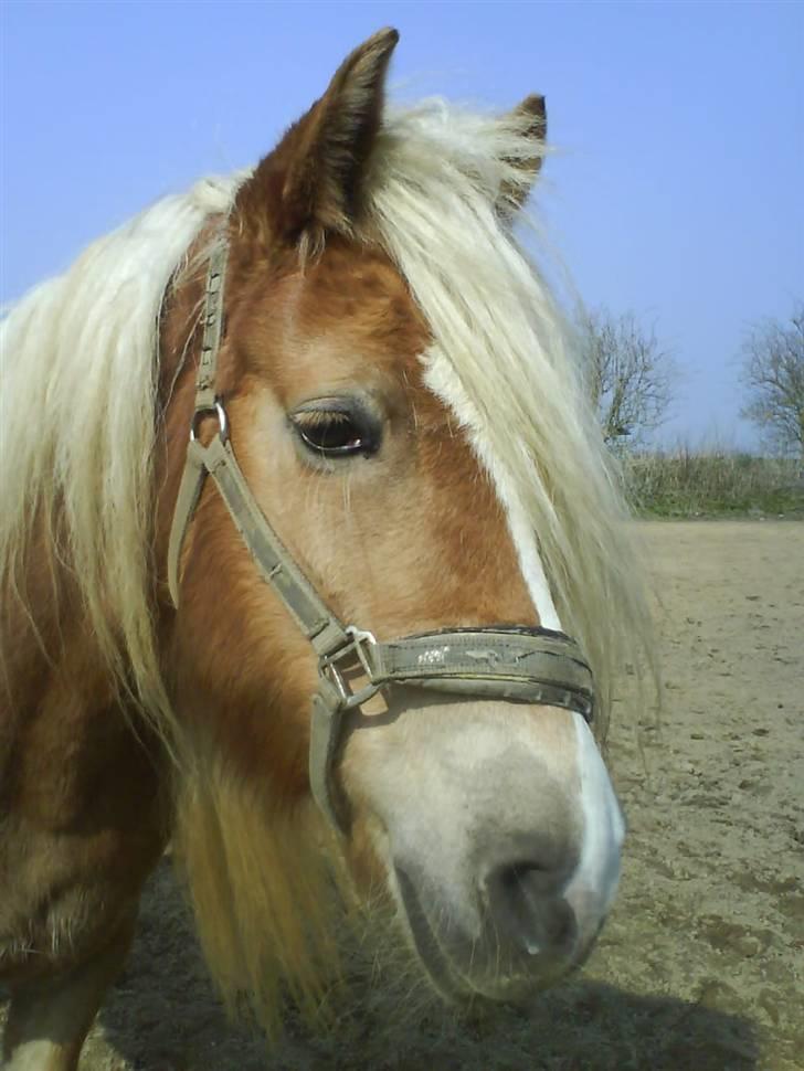 Haflinger wilma (mullepigen) solgt billede 19