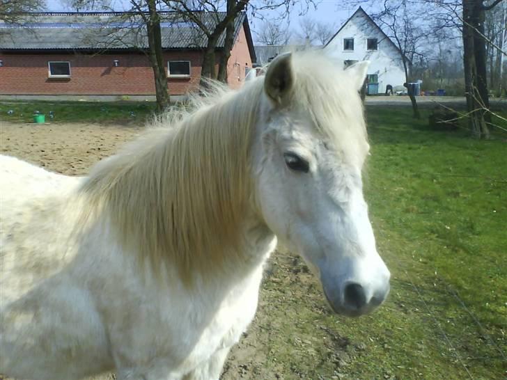 Anden særlig race Freja R.I.P 22/10 2010 billede 7