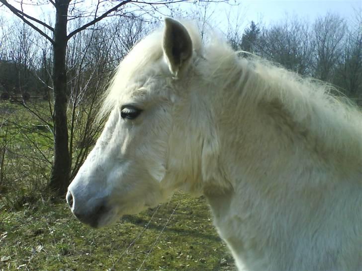 Anden særlig race Freja R.I.P 22/10 2010 billede 8