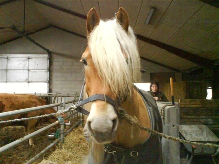 Haflinger Wito (basse)  billede 12