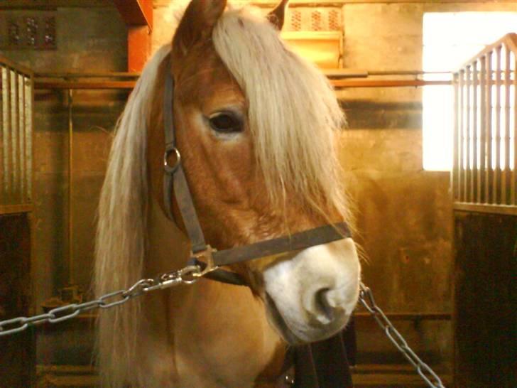 Haflinger Wito (basse)  billede 13