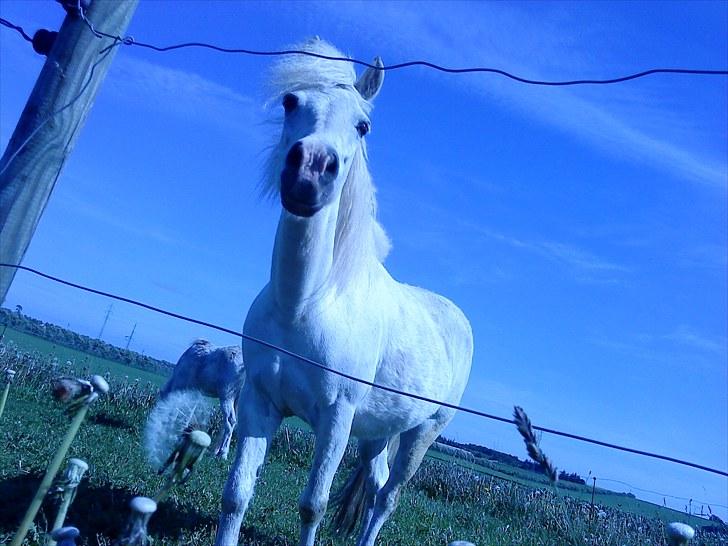Anden særlig race Debbie - 1) Velkommen til Dabbi´s profil - Kig jer lidt rundt og smid em kommtar + bedømmelse, så bliver vi glade ;D. billede 1