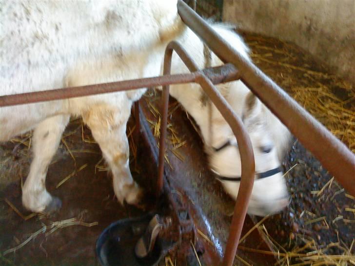 Anden særlig race Debbie -  2) Mad !! xD <3. billede 2