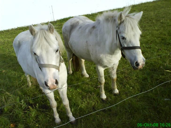Anden særlig race Debbie - 3) Digo & Dabbi på fold, en dejlig sommer aften :D billede 3