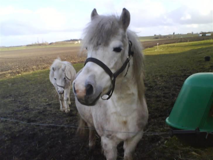 Anden særlig race Debbie - 4) Elsker dette billede, de viser bare hvor dejlig hun er <33 :*. billede 4