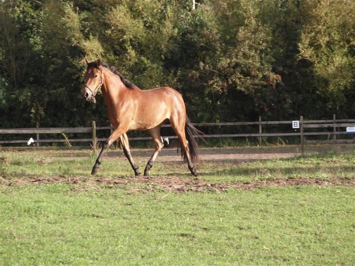 Anden særlig race Belockey billede 16