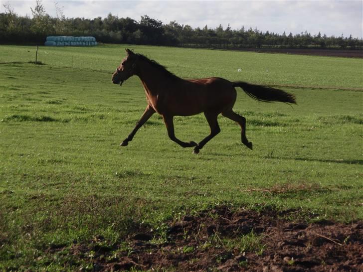 Anden særlig race Belockey billede 17