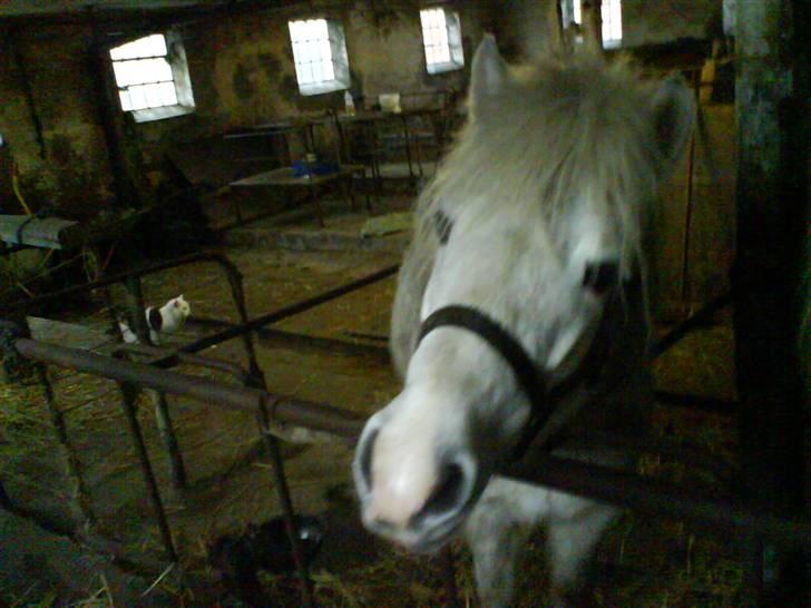 Anden særlig race Debbie - 5) Nurh lille putte (´: <3. billede 5