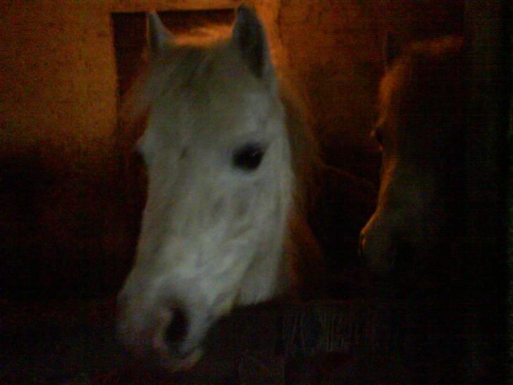 Anden særlig race Debbie - 6) I hendes box´ ;b <3. billede 6