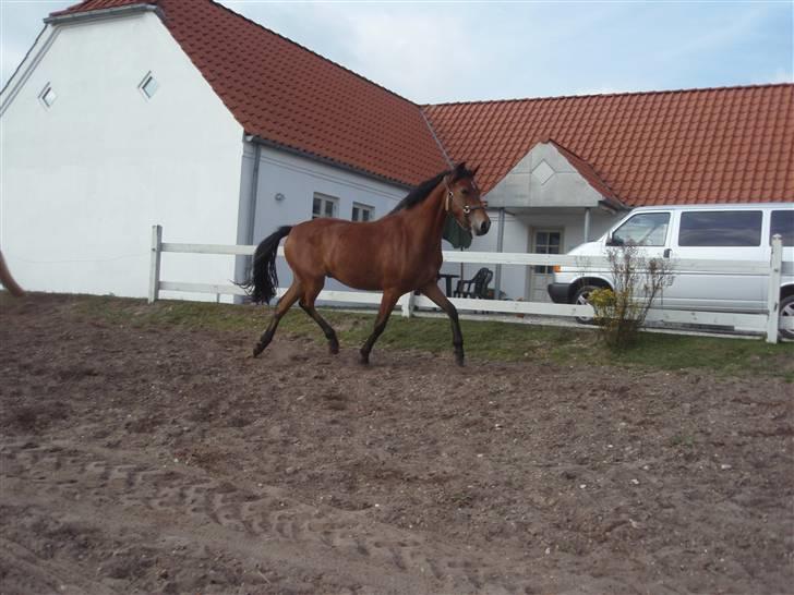 Anden særlig race Belockey billede 18