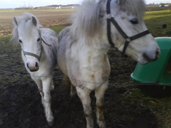 Anden særlig race Debbie - 8) abbi ser sur ud, Digo ser gald ud xD<3. billede 8