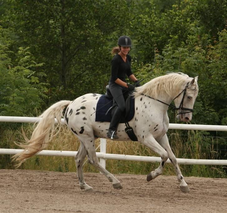 Knabstrupper Chico Dot DK - Chico rides af tidligere låner billede 1